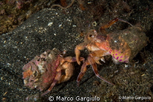 Eupagurus prideauxi - twins by Marco Gargiulo 